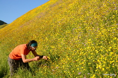 Monolopia lanceolata