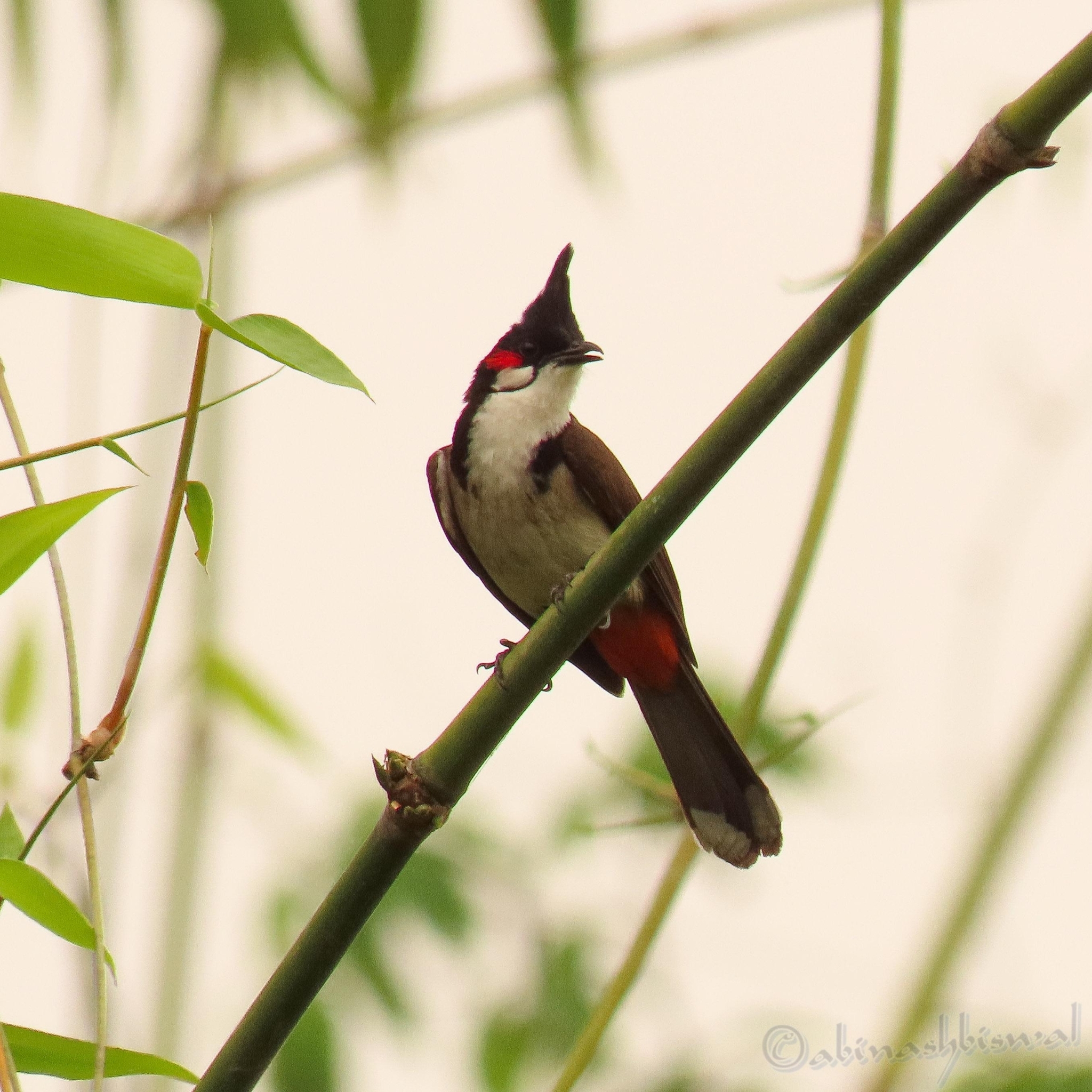 Red-whiskered Bulbul