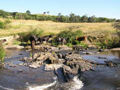 Heterorotula contraversa