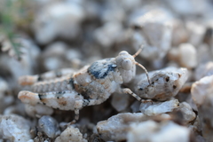 Cibolacris parviceps