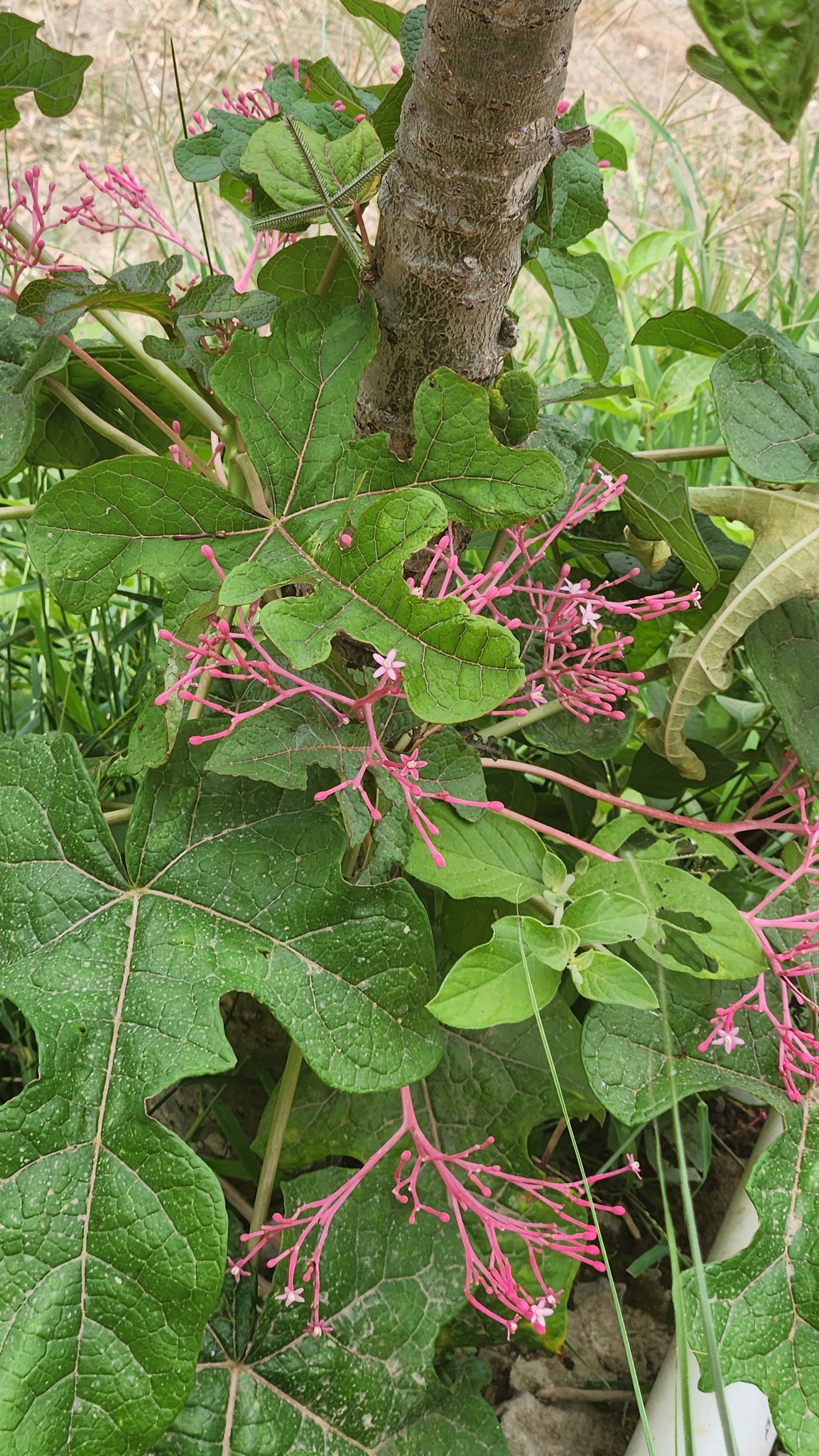 Carica parviflora (A.DC.) Solms 4