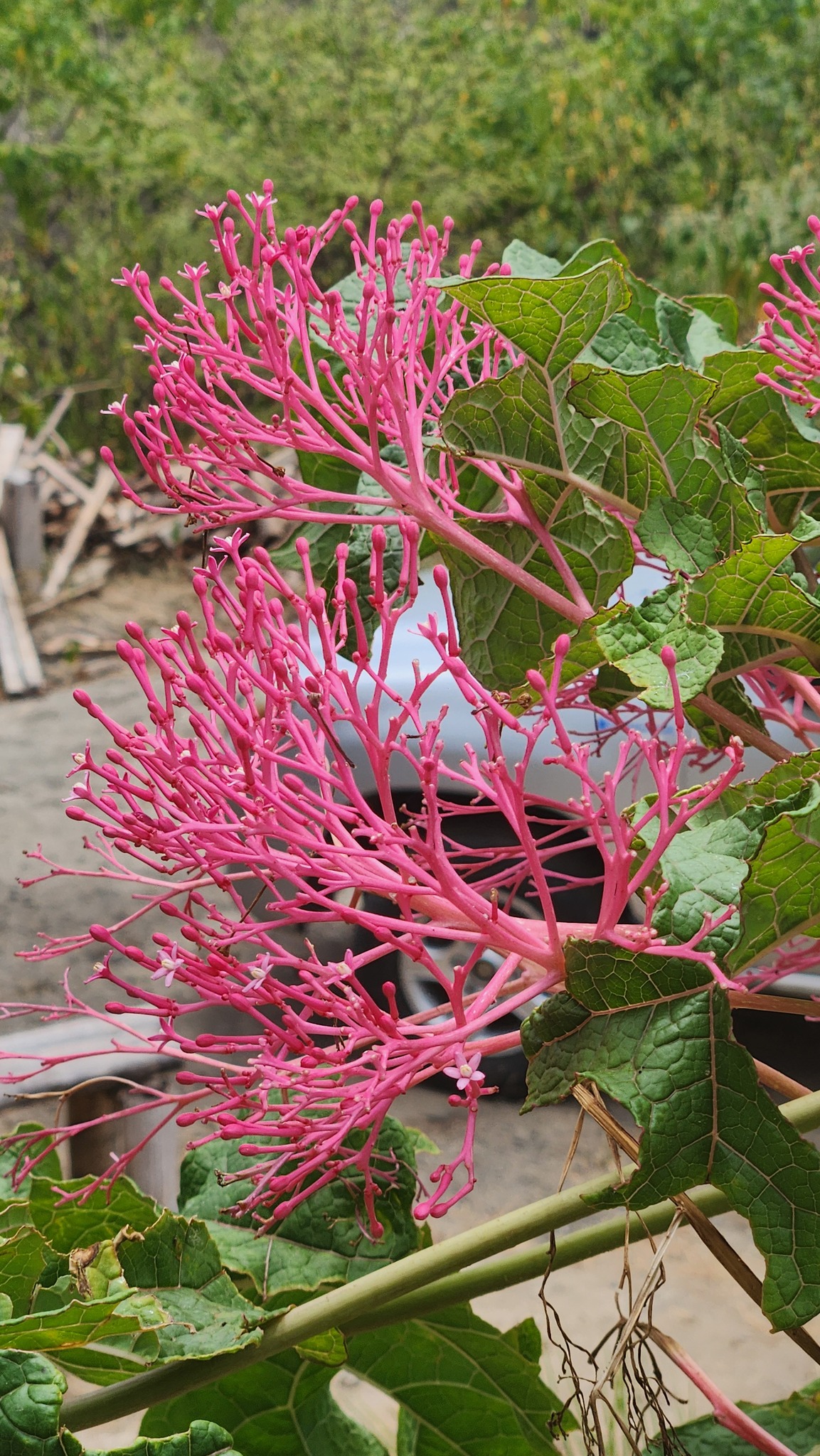 Carica parviflora (A.DC.) Solms