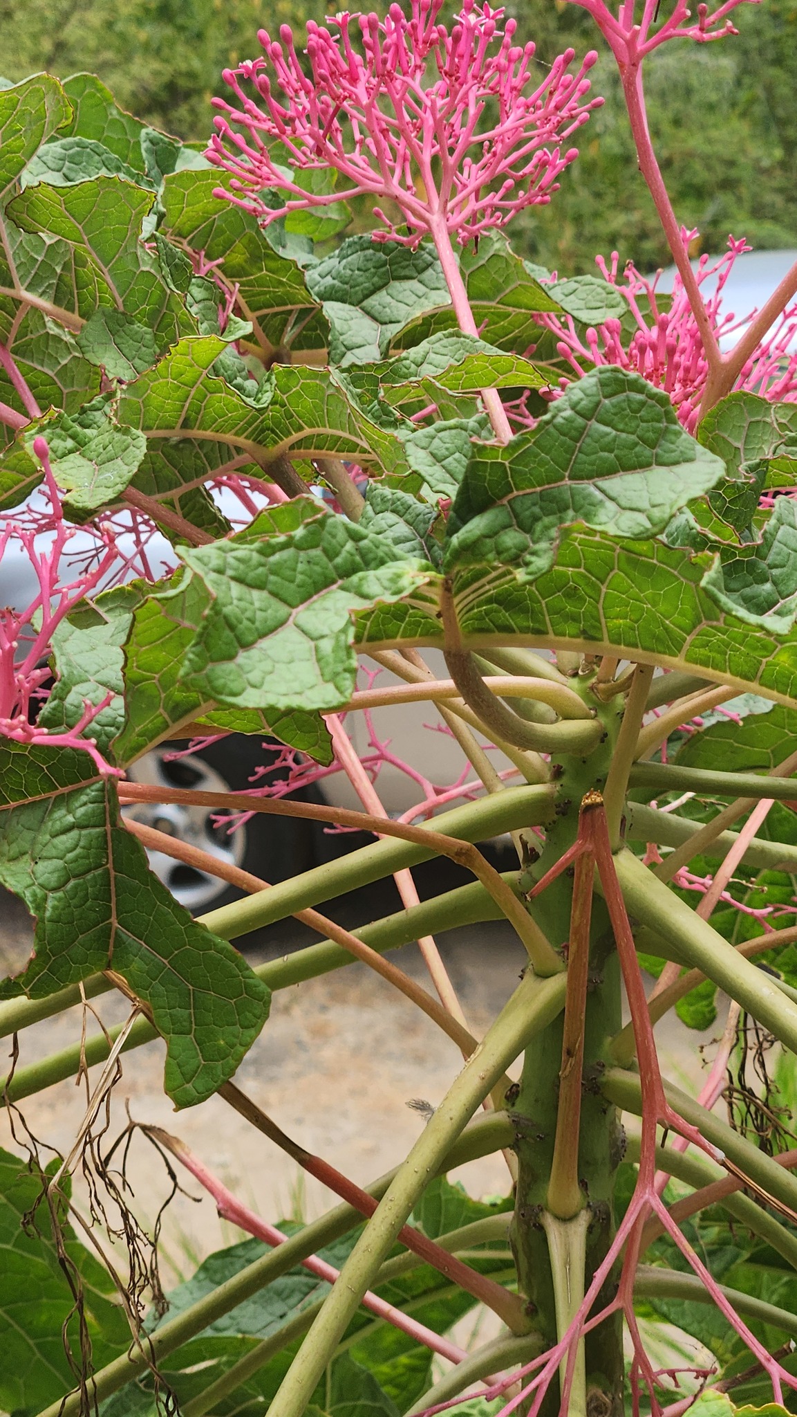 Carica parviflora (A.DC.) Solms 3