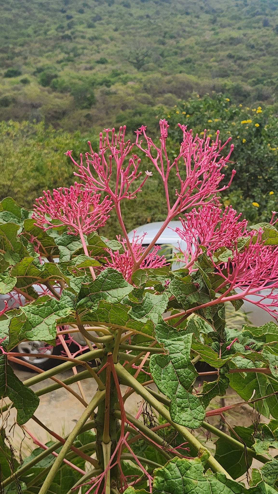Carica parviflora (A.DC.) Solms 2