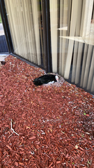 Cairina moschata domestica