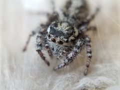 Phidippus asotus
