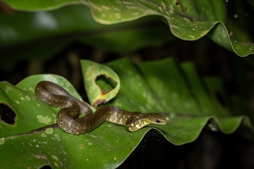 Sakashima green snake