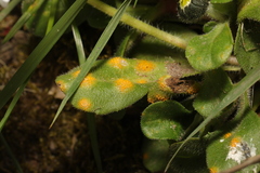 Puccinia lagenophorae