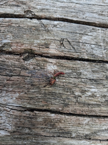 Eintagsfliegen