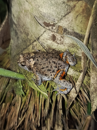 Kaloula baleata