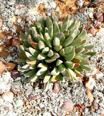 Machairophyllum albidum