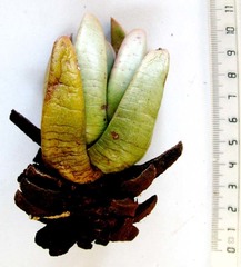 Machairophyllum albidum