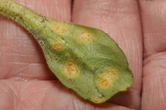 Puccinia lagenophorae