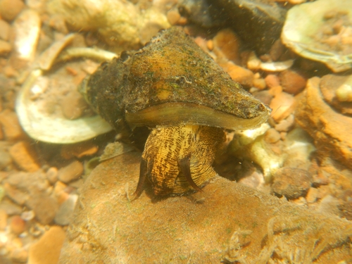 Spiny Riversnail