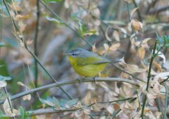 Phylloscopus xanthoschistos