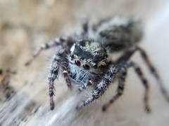 Phidippus asotus