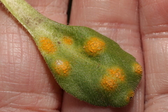 Puccinia lagenophorae