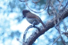 Grammatoptila striata