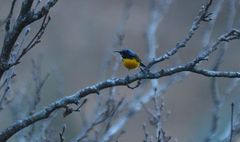 Aethopyga nipalensis