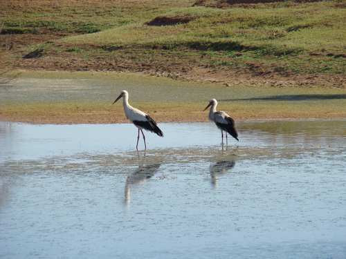 White Stork