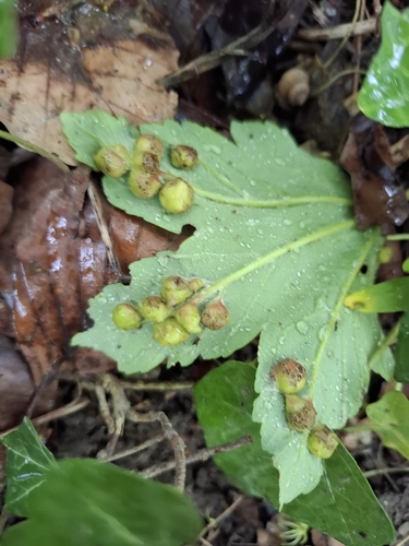 Maple gall wasp