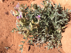 Astragalus piscator