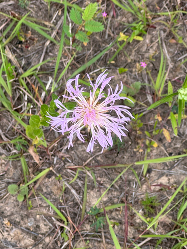 Plectocephalus americanus
