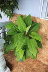 Dieffenbachia