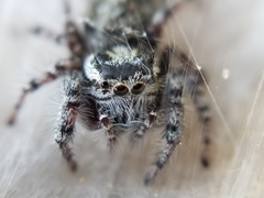 Phidippus asotus