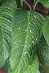 Dieffenbachia
