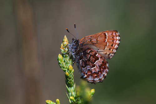Eastern Pine Elfin photo 4