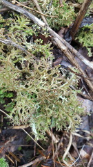 Cladonia multiformis