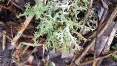 Cladonia multiformis