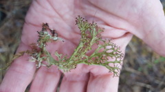Cladonia multiformis