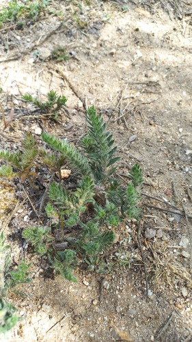 Neatostema apulum, photograph 2