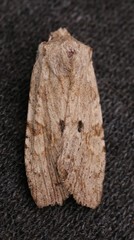 Lithophane patefacta