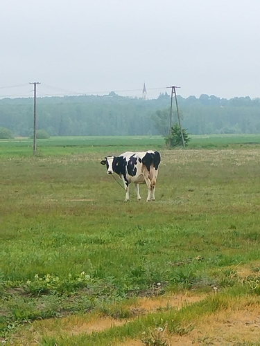 Domestic Cattle