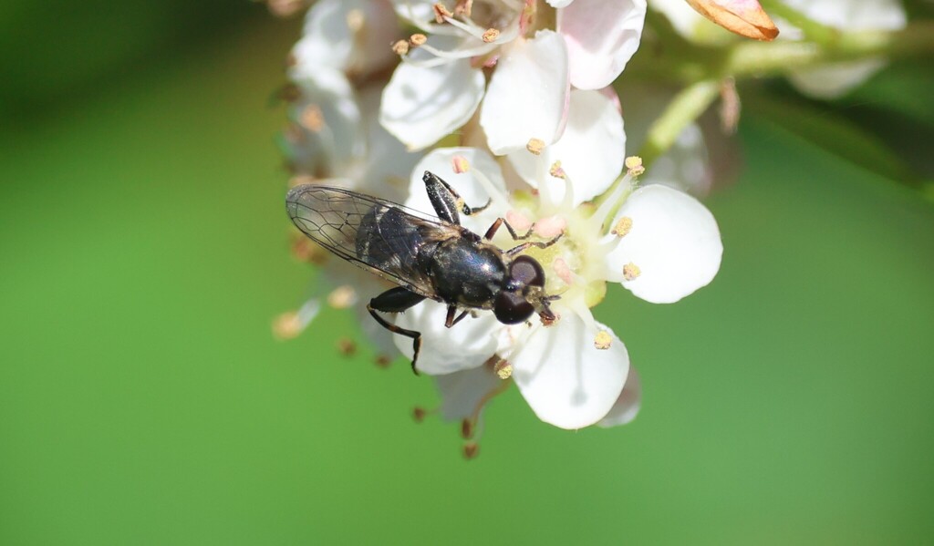 Thick-legged Hover Fly from West Sussex, UK on May 17, 2026 at 01:48 PM ...