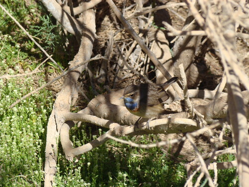 Bluethroat