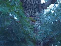Heterophasia capistrata