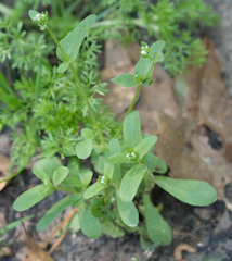 Valerianella