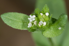 Valerianella