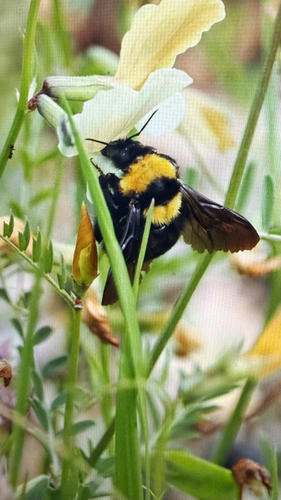 Clay Bumble Bee