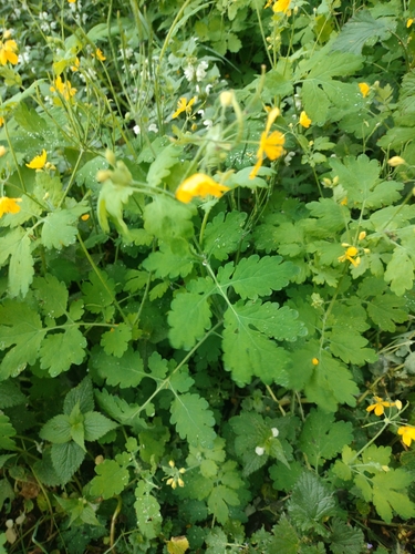 Greater celandine