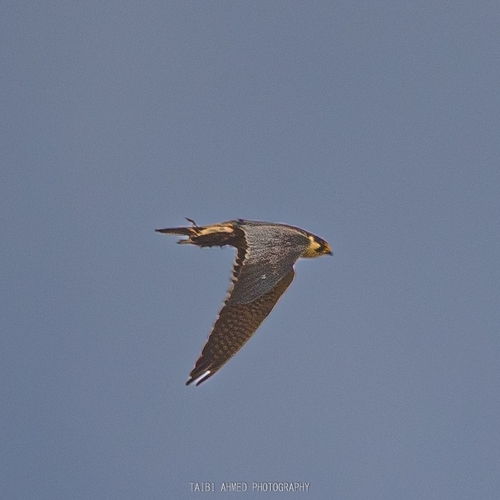 Eurasian Hobby