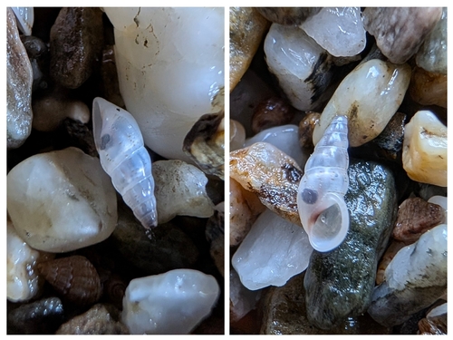 Rissoa variabilis, 2026-05-14