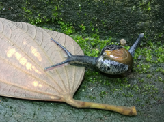 Macrochlamys superlita