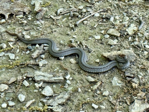 Red-bellied Snake