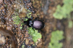 Sphaeroderus stenostomus lecontei