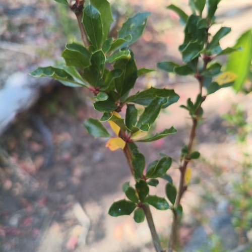 Berberis chilensis, photograph 4